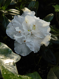 White azalea bloom Allan Gardens Conservatory Christmas Flower Show 2014 by garden muses-not another Toronto gardening blog