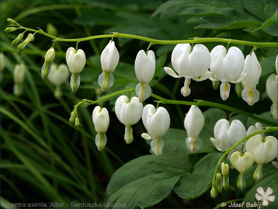 Plant Gallery Encyklopedia Roślin Lamprocapnos spectabilis (Dicentra