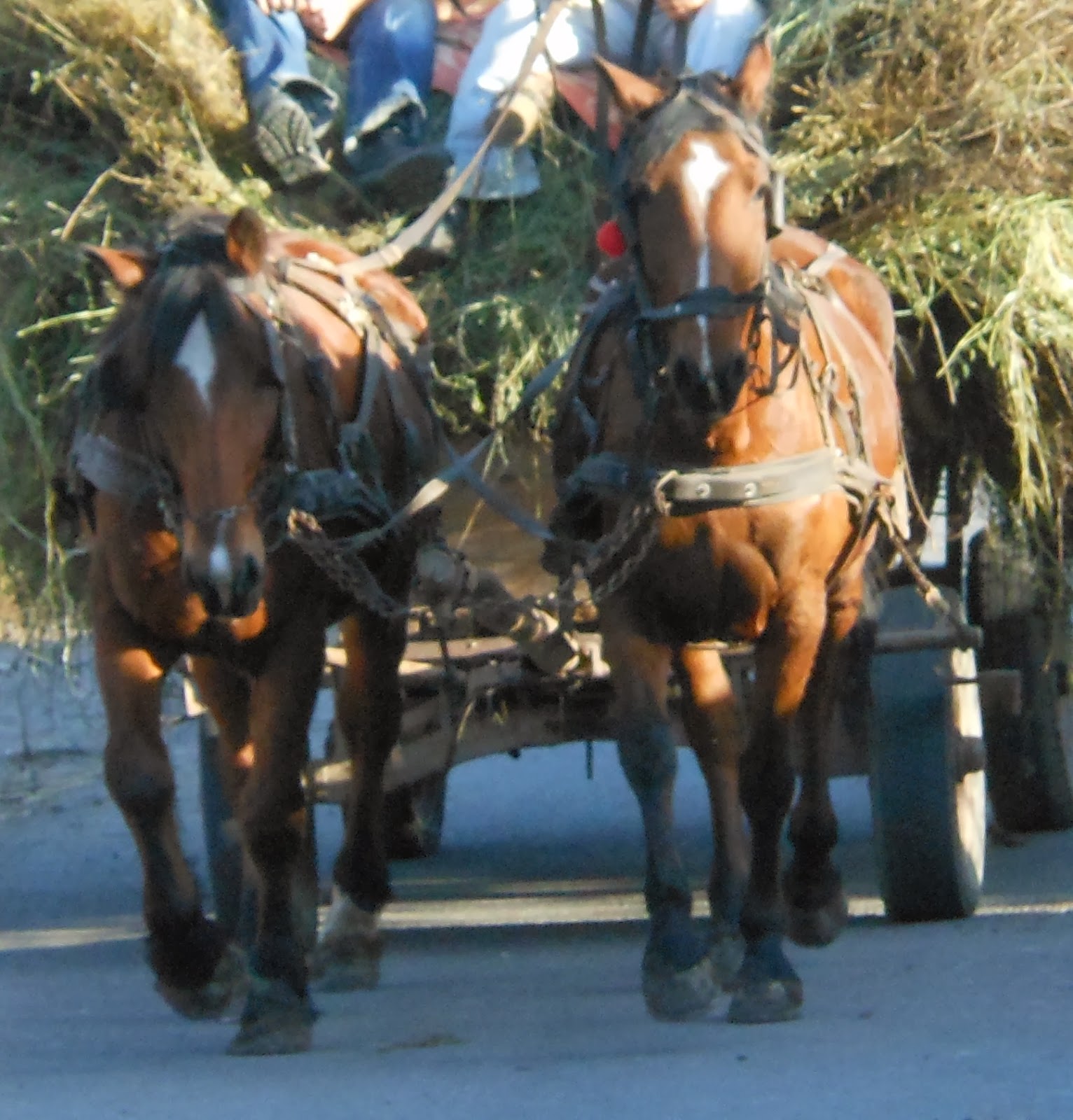 DUGGYBLOG HORSES AND CARTS A COMMON SIGHT IN OUR VILLAGE