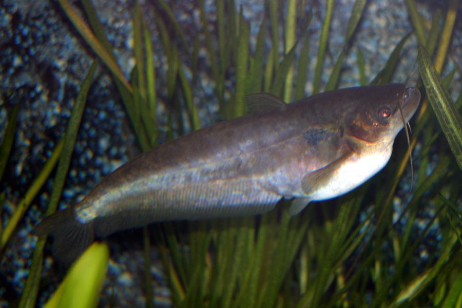 Ompok bimaculatus Butter catfish Walapoththa FRESHWATER FISHES OF