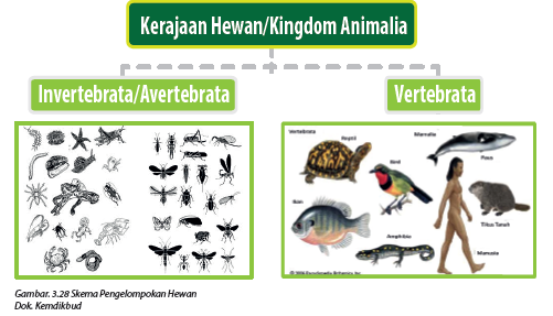 Gambar Jaringan Hewan  Vertebrata  Republika RSS