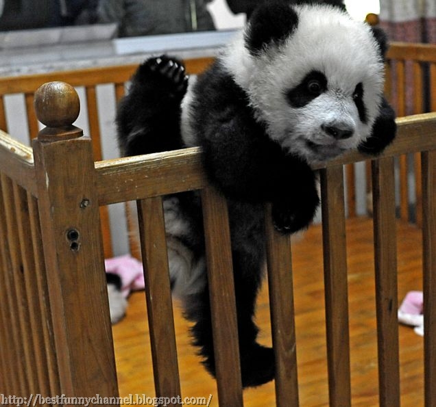 Funny baby pandas.
