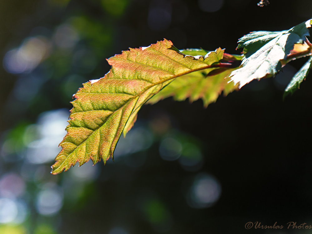 Garten Bilder: Blätter