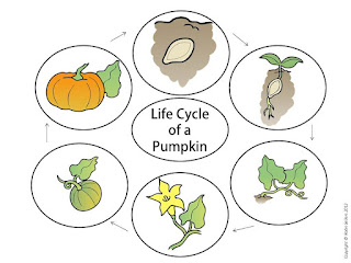 life cycle of a pumpkin poster