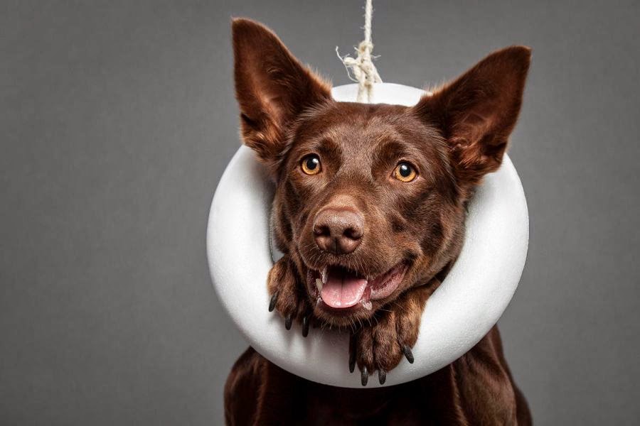 The Craziest Dogs Photography of All Time