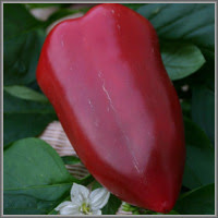Сладкий перец сорт «Подарок Молдовы»