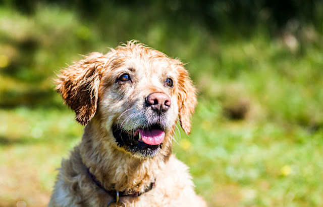 The best dog training treats The best dog training treats. A wet Golden Retriever waits for its reward.
