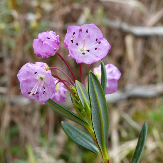 Kalmia à feuilles d'andromède - Kalmia polifolia Kalmia à feuilles d'andromède - Kalmia polifolia