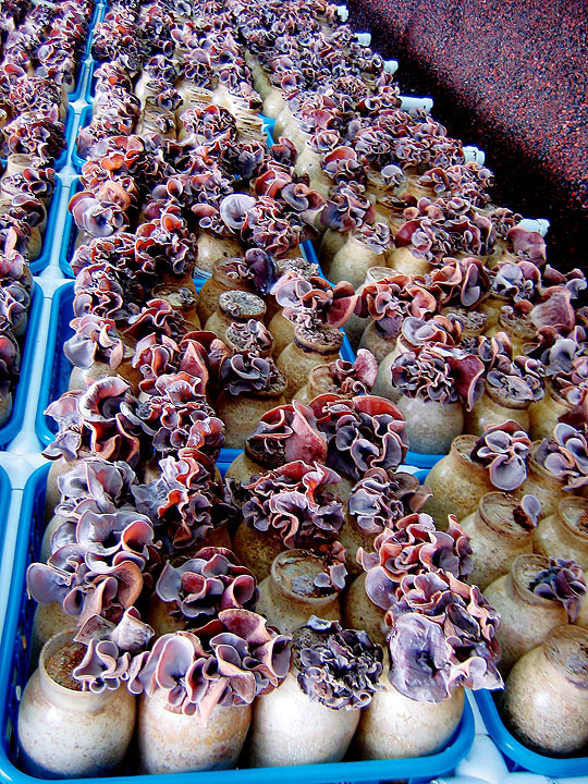 Mushroom Cultivation