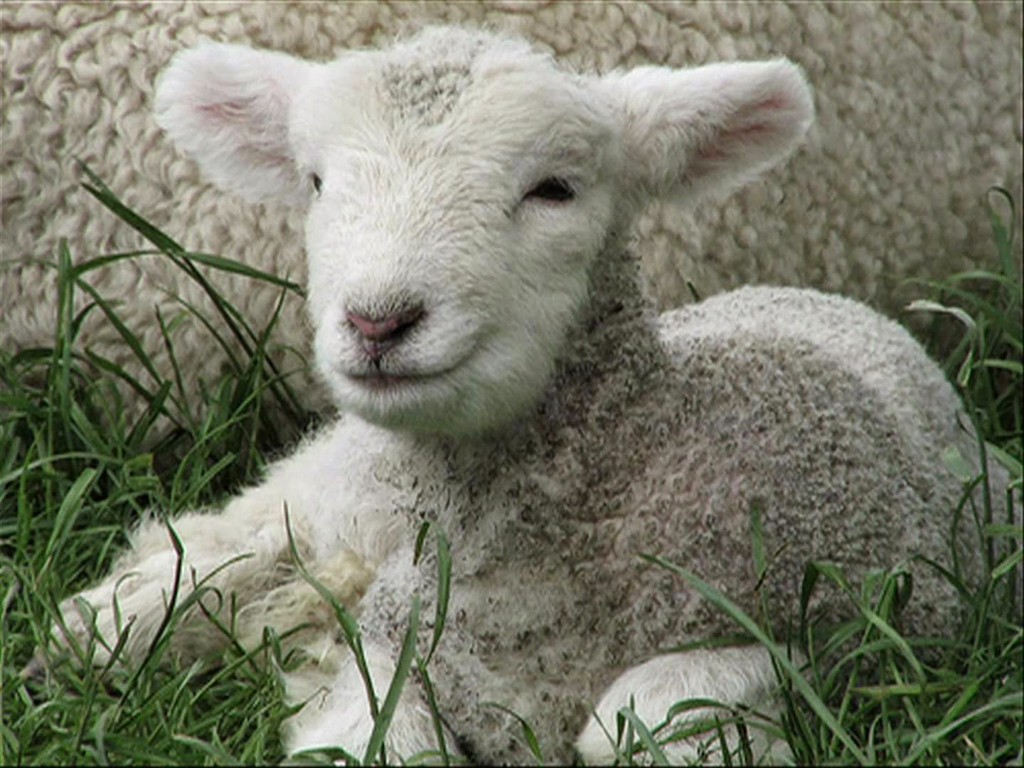 Curiosidades animais Ovelhas