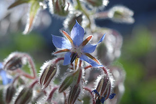 ボリジ／ルリジサ