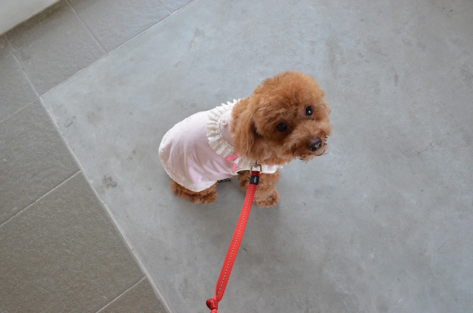 Loving Pets Grooming Shop Review