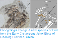 http://sciencythoughts.blogspot.co.uk/2016/04/chongmingia-zhengi-new-species-of-bird.html