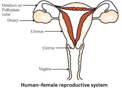 assignment on how do organisms reproduce class 10