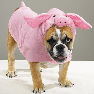 Cão vestido de porco