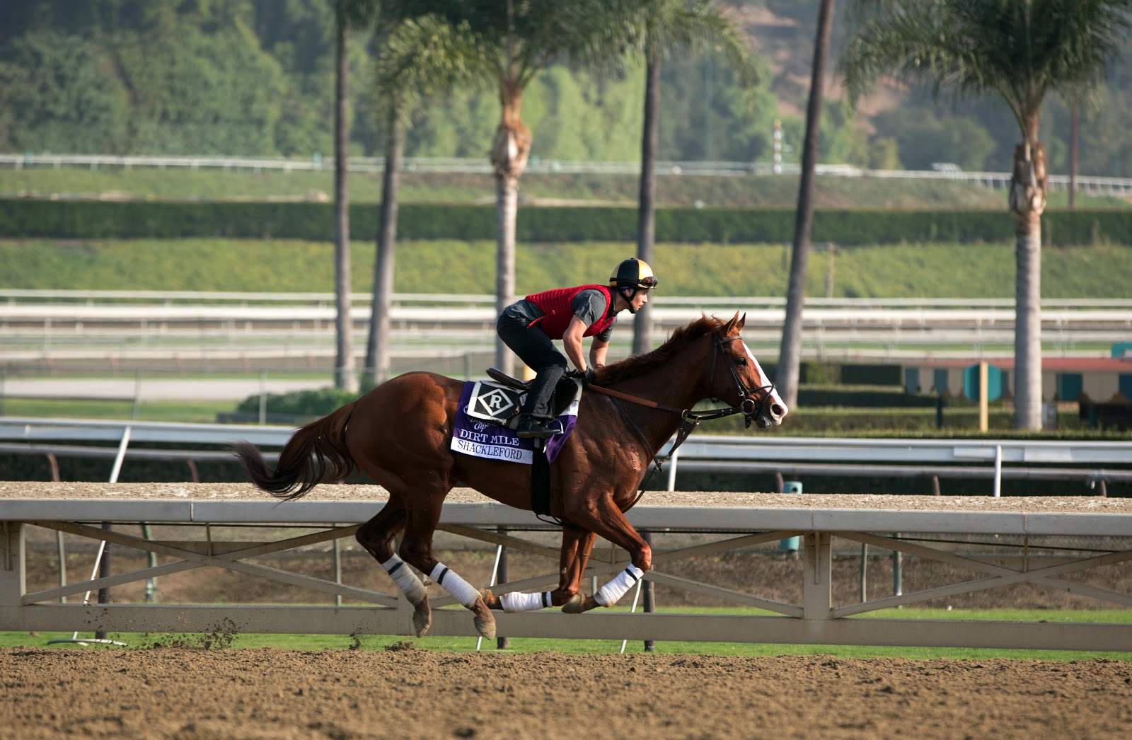 Past the Grandstand Stallion Feature Shackleford