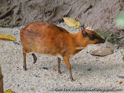 Greater Mouse Deer (Tragulus napu)