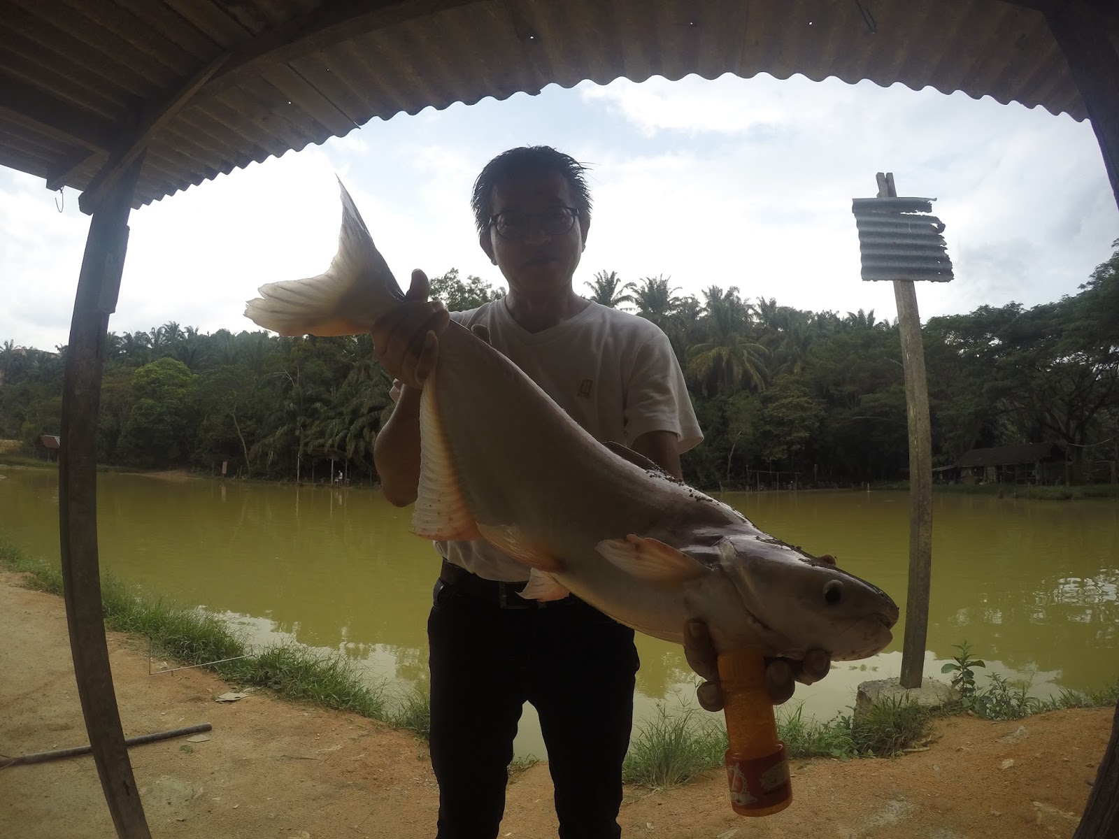 Umpan ikan Patin , Rohu , Pacu , Tongsan , Mekong Kolam Pancing Nanyang Fish Farm dan Umpan