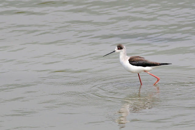 Black-winged Stilt in Nam Sang Wai