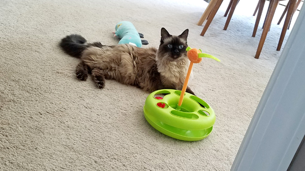 image of Matilda the Fuzzy Sealpoint Cat lying on the floor beside the toy, staring at the mouse
