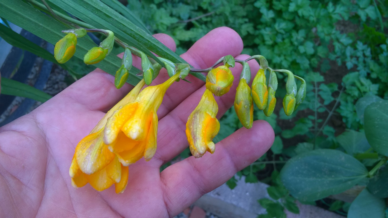 How to plant and grow freesia