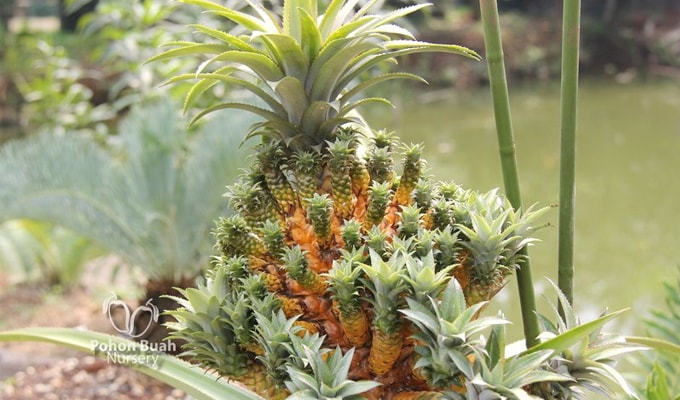 Prakarya Kelas 10 Mipa 1 Esther Gracia Silitonga Bab 5 Tanaman Hias