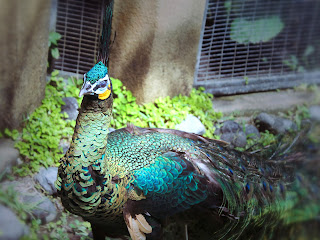 The Famous Bird With Its Tail Feathers Peacock At Garden Animals Gianyar Bali