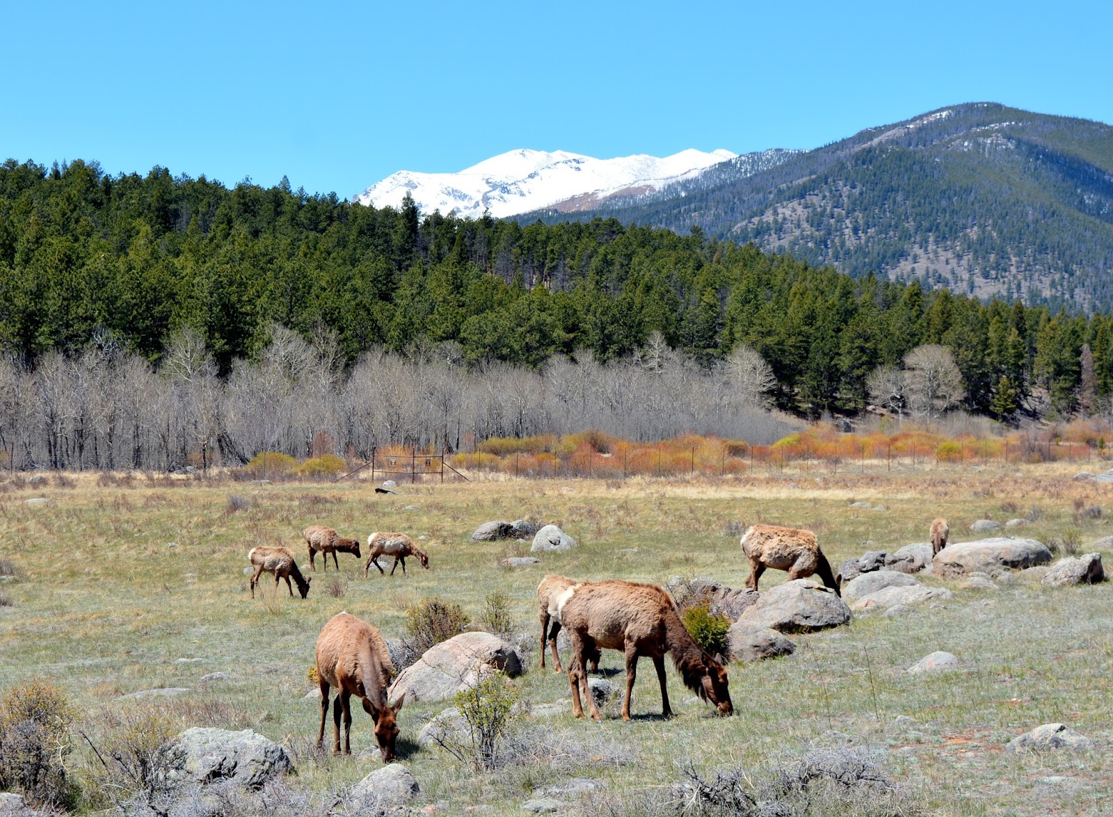 Mille Fiori Favoriti: Spring in Rocky Mountain National Park