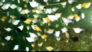 Tips cara ternak ikan molly dan guppy Cara ternak ikan hias