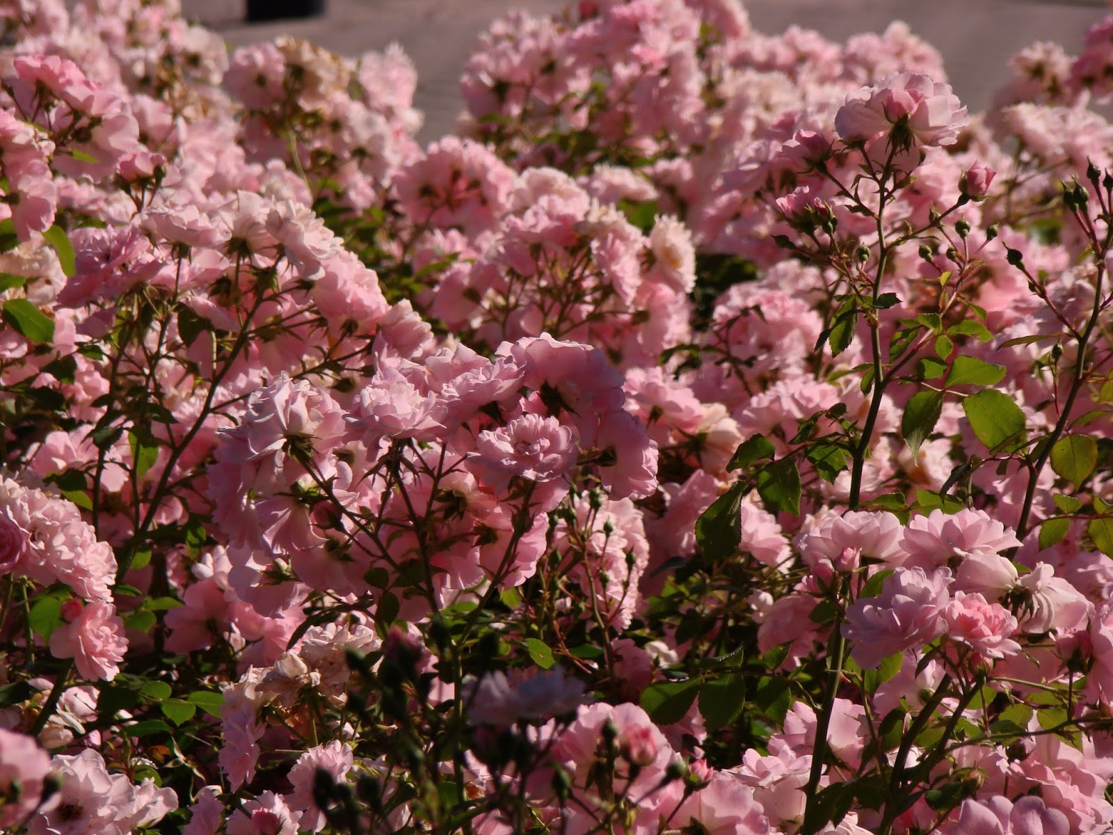 OAZA ZIELENI: Róża 'Bonica', 'Bonica 82' - uprawa