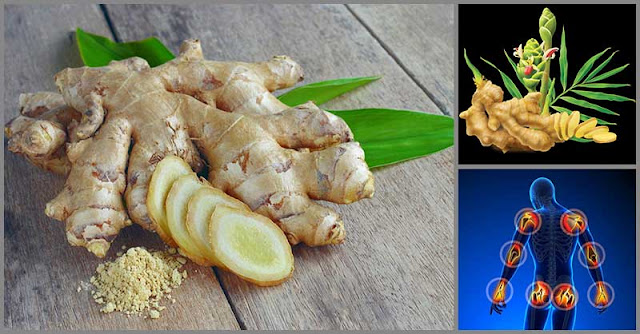 Ginger Root: A Potent Remedy Against Joint Pain Ginger Root: A Potent Remedy Against Joint Pain