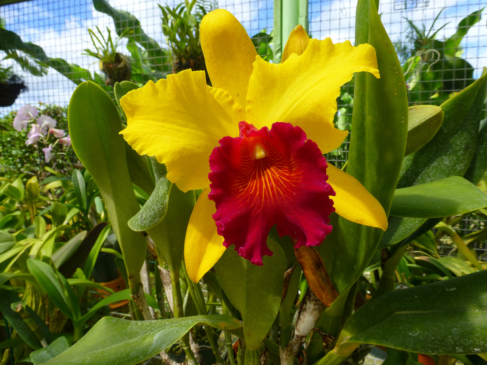 Photo of the week Orchid in red and yellow color