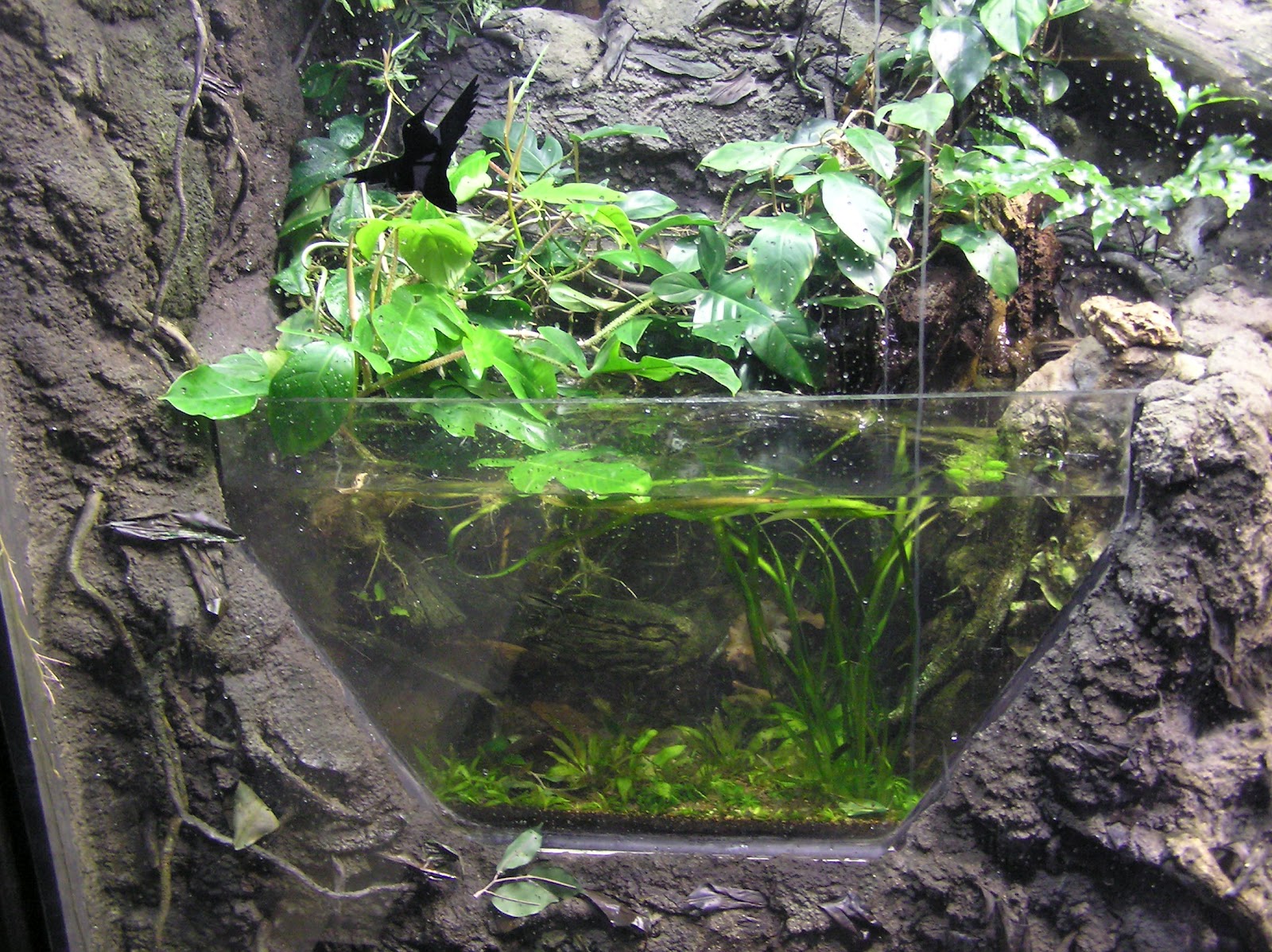 My Fresh Water Aquarium Natural Planted Tank (Walstad Method). Half