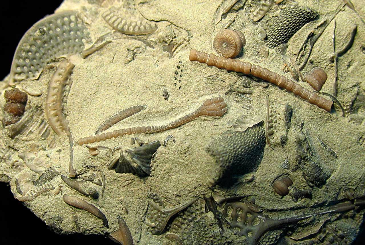 400 млн лет назад какая. Морские лилии ордовикского периода. Морские лилии палеозойской эры. Палеозойская Эра Ордовик. Палеозойская Эра ордовикский период.