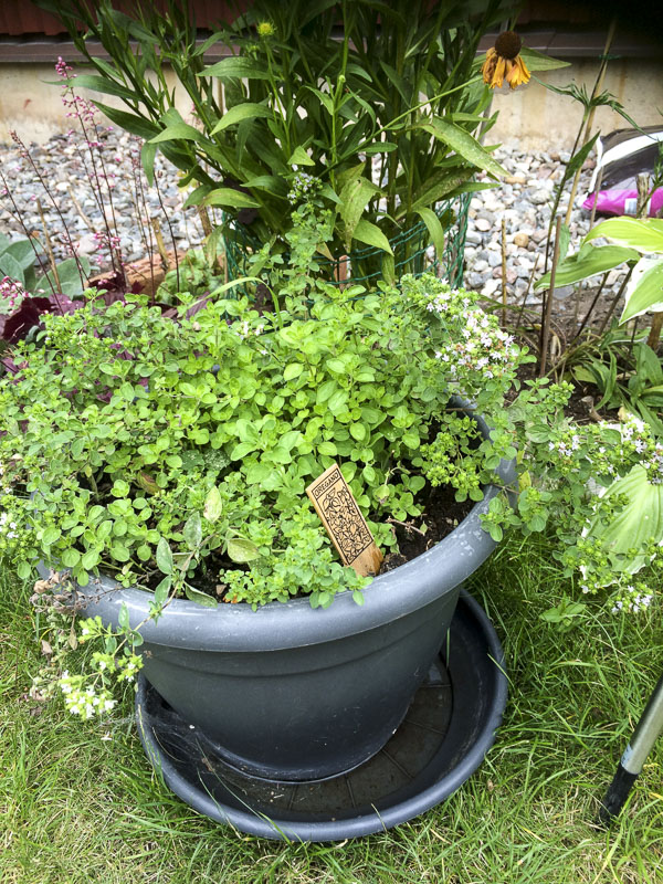 oregano oregano