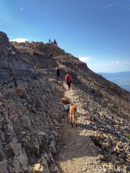 Can Dogs Hike Mt Timpanogos Can Dogs Hike Mt Timpanogos