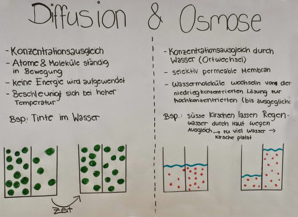 Biologie Praktikum Plakat Diffusion und Osmose Biologie Praktikum Plakat Diffusion und Osmose