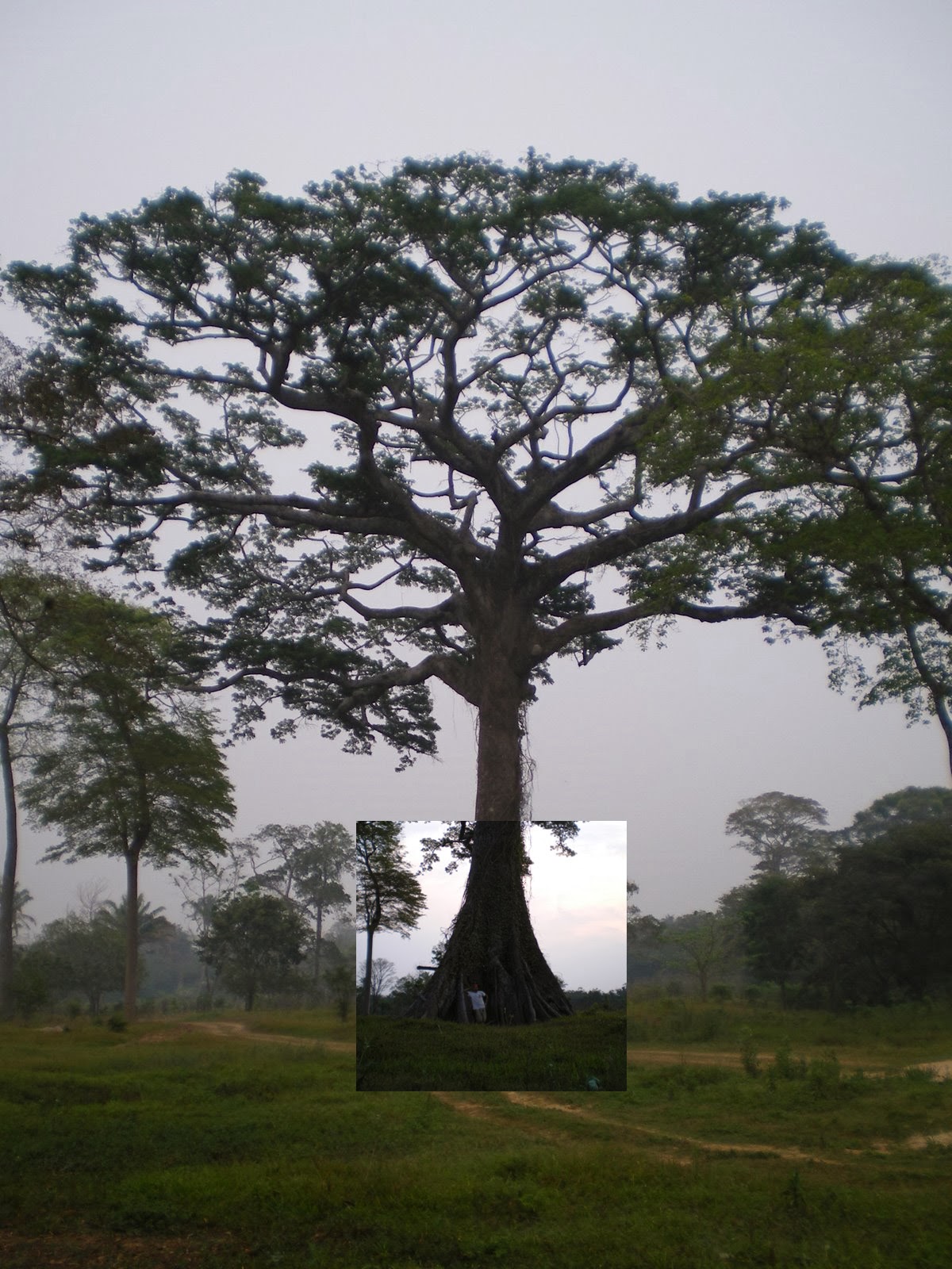 Big Fig tree in Peru