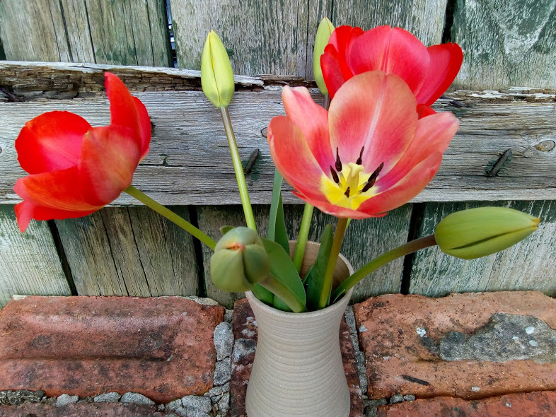 These Are Our Tulips Today >> The Silverscrapper S Craft Space In A Vase On Monday Tulip Time These Are Our Tulips Today >> The Silverscrapper S Craft Space In A Vase On Monday Tulip Time