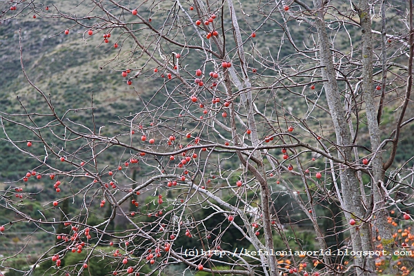 Winter colors of Kefalonia