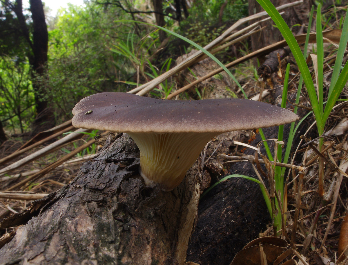 Wildeep’s Illuminations: Brown Oyster Mushroom