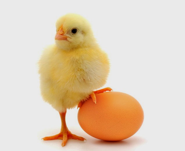 Menjawab Pertanyaan, Lebih Dulu Mana, Ayam Atau Telur? Ternyata Seperti Ini Penjelasan Al Qur`an Menjawab Pertanyaan, Lebih Dulu Mana, Ayam Atau Telur? Ternyata Seperti Ini Penjelasan Al Qur`an