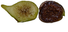 Bountiful Figs Forum