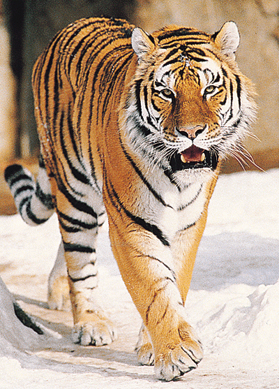  Gambar  Harimau  Dunia Binatang 