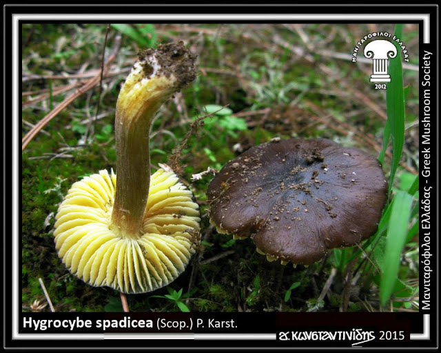 Hygrοcybe spadicea (Scop.) P. Karst.