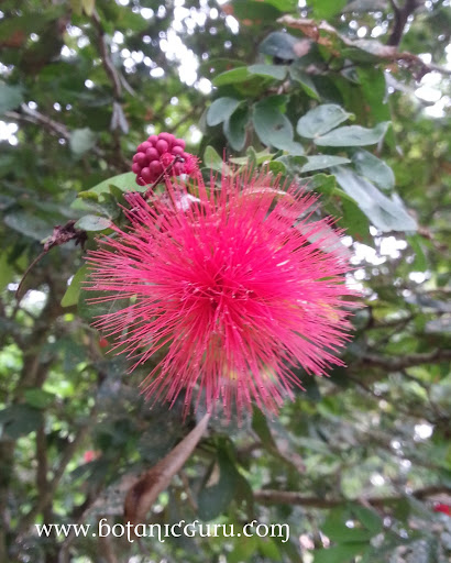 Calliandra tergemina var. emarginata, Powderpuff Plant