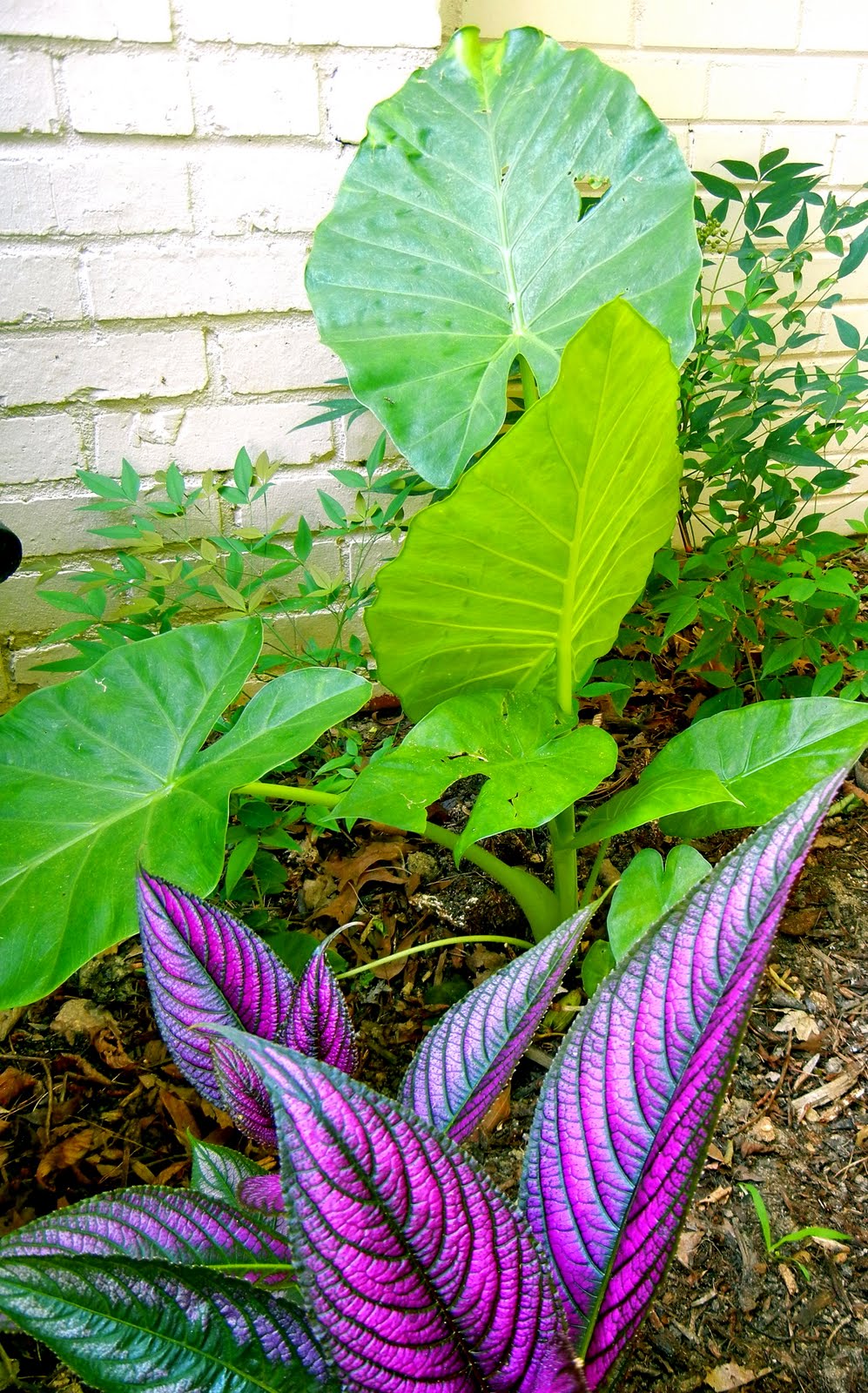 My View from the Garden Walking Under the Banana Tree