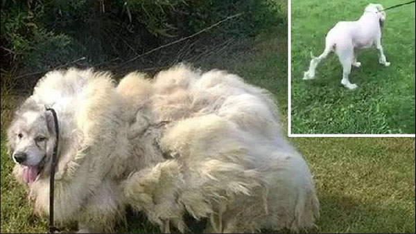 Big Fluffy Dog Rescue Florida Big Fluffy Dog Rescue Florida