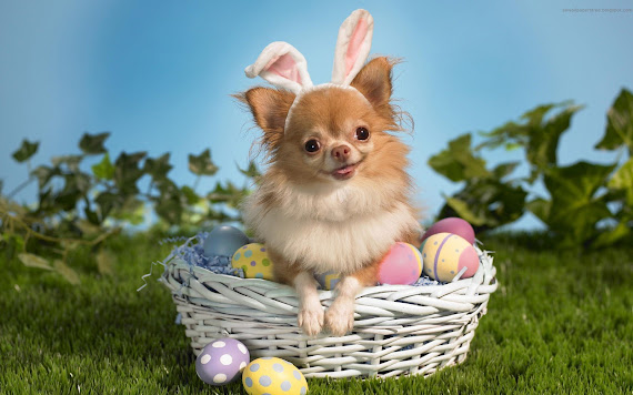 Happy Easter download besplatne pozadine za desktop 1920x1200 slike ecard čestitke blagdani Uskrs