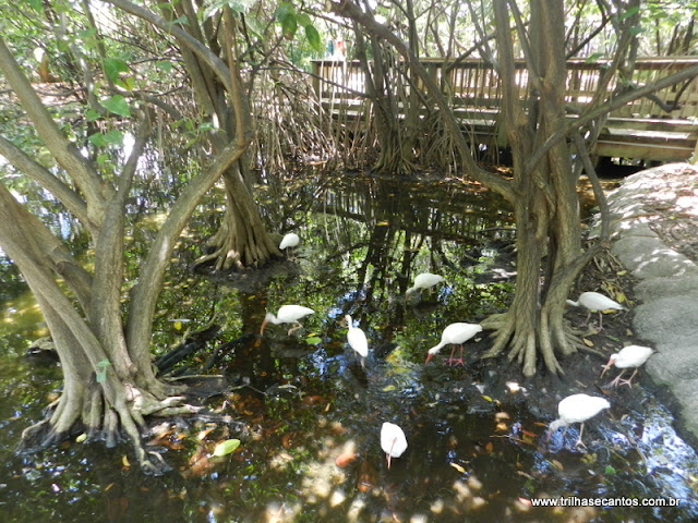 Jungle Island Miami
